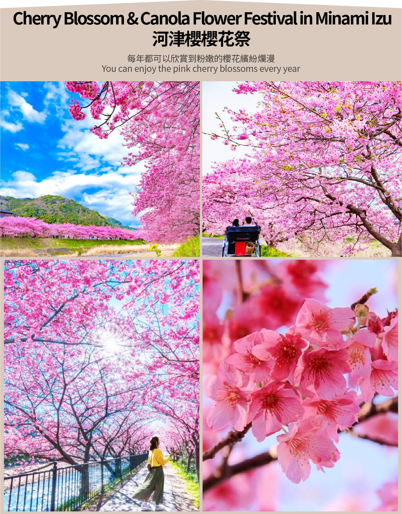 [2025 Early Spring Cherry Blossom Limited] Kawazu Sakura Festival